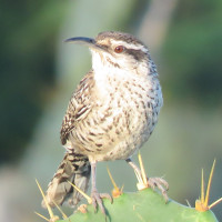 Yucatan Wren